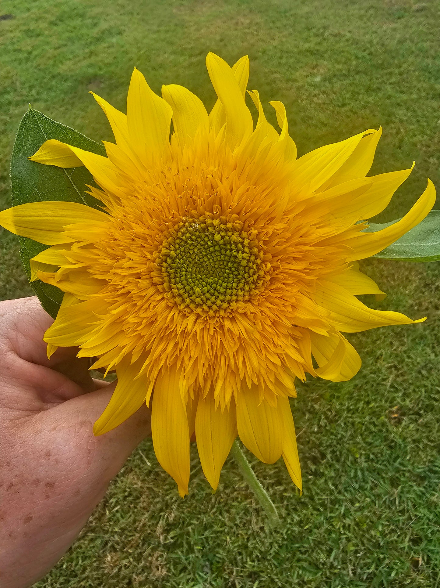 Sunflower- Turbo Teddy