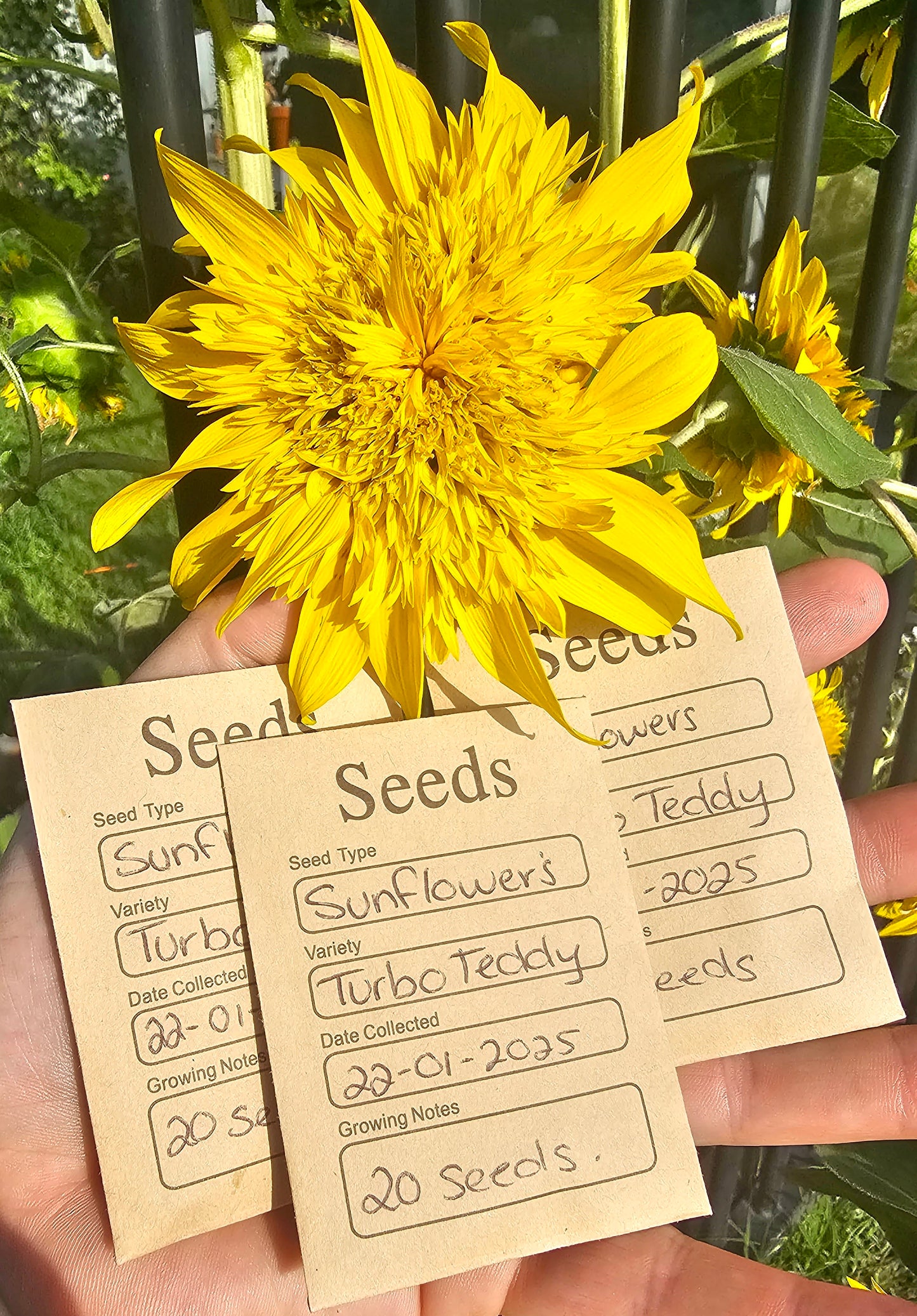 Sunflower- Turbo Teddy