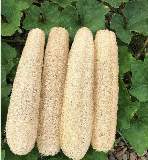Loofah Sponge Seeds
